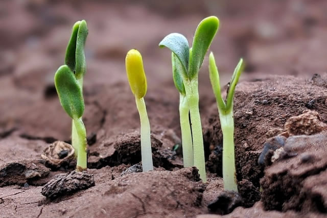 grow